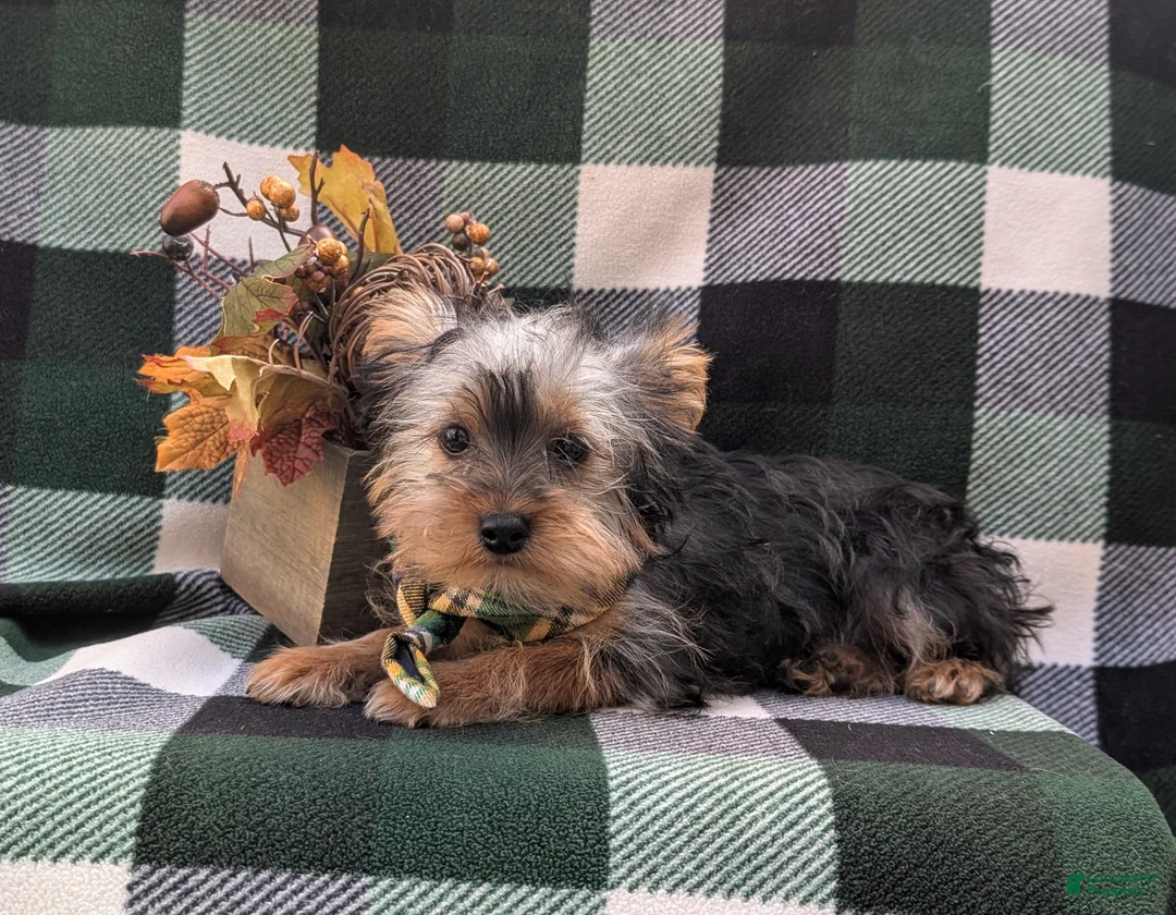 Yorkshire Terrier dogs for sale: Murphy - Ad 6