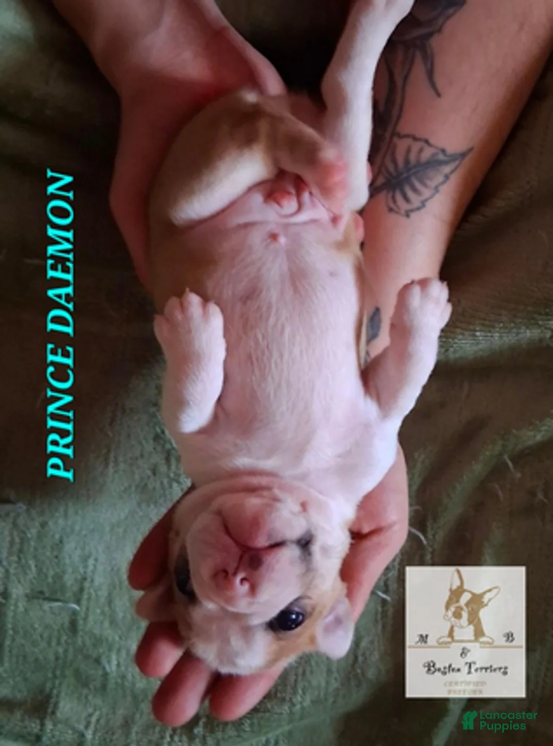 Boston Terrier dogs for sale: Prince Daemon - Ad 6