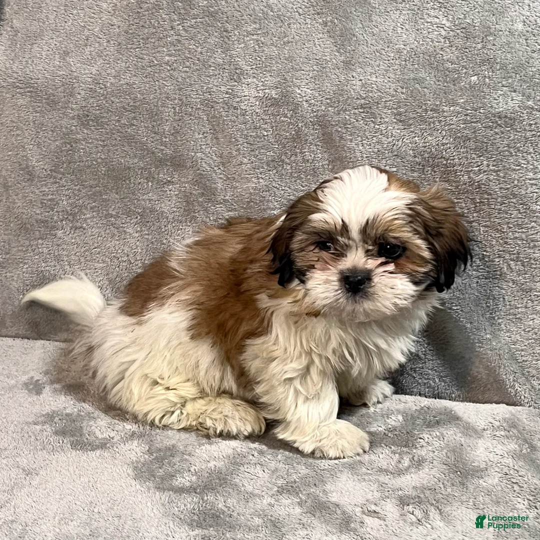 Shih Tzu dogs for sale: Hamlet - Ad 4