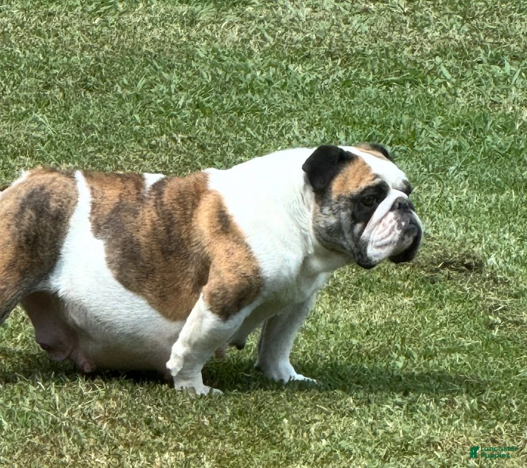 English Bulldog dogs for sale: English Bulldog 2 - Ad 2