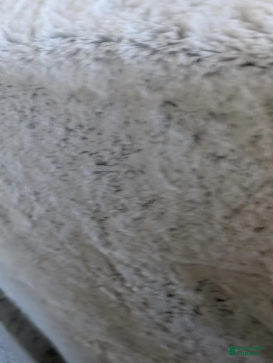 Mini Bernedoodle dogs for sale: Mini Nemo  - Ad 15