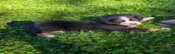 Bernese Mountain Dog dogs for sale: Belle - Ad 3