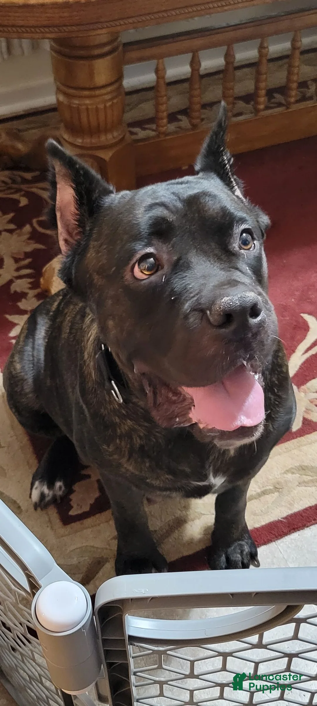 Cane Corso dogs for sale: Cane Corso 2 - Ad 7