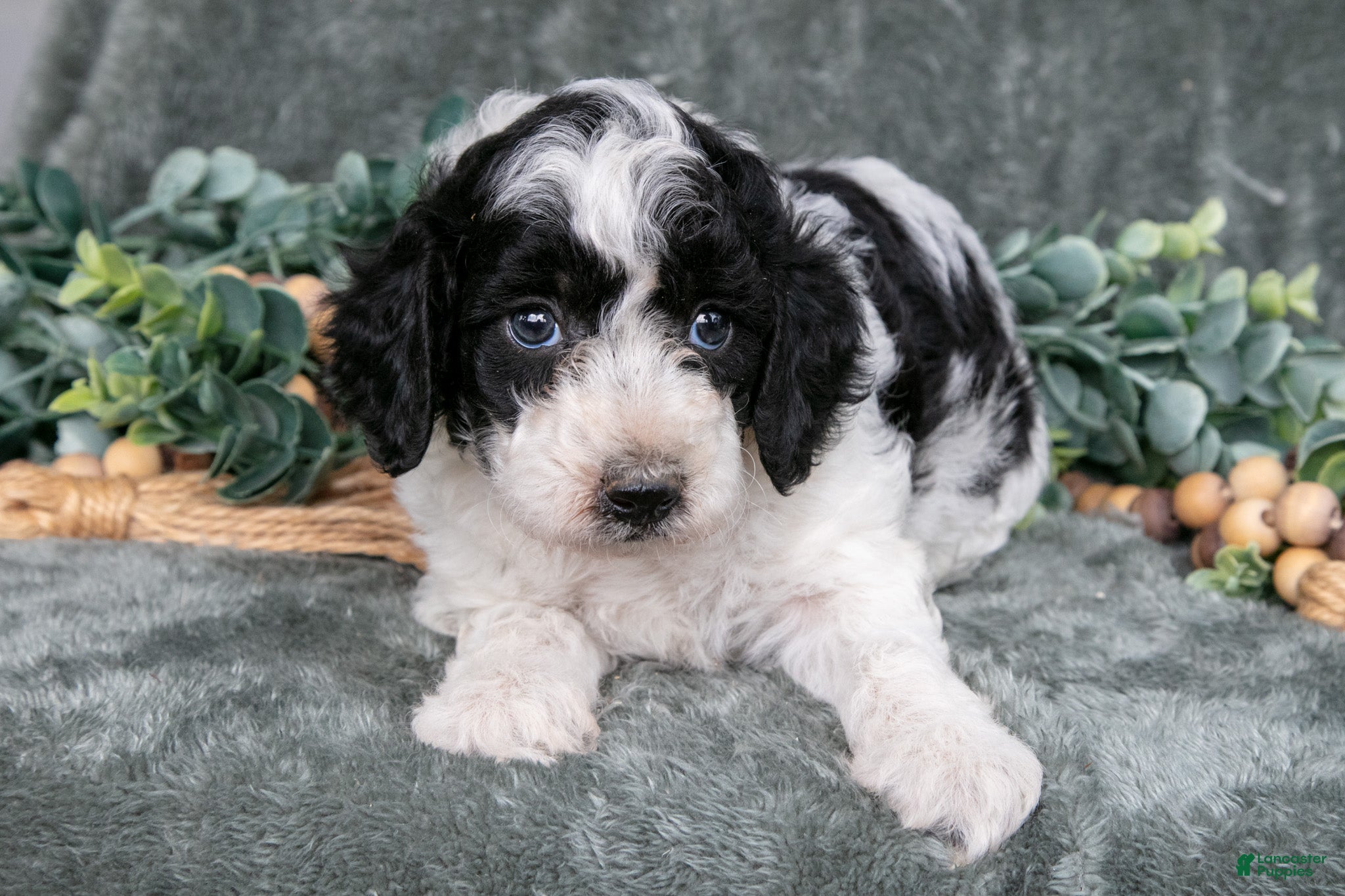 Miniature Poodle dogs for sale: Melanie - Ad 1
