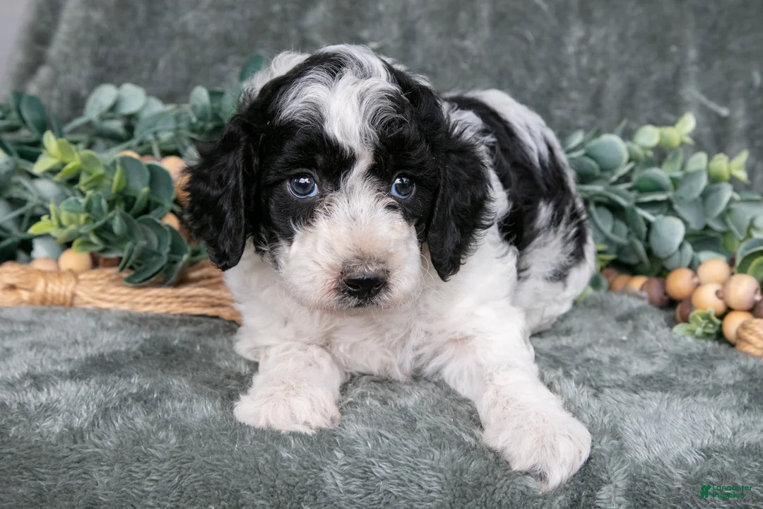 Miniature Poodle dogs for sale: Melanie - Ad 1