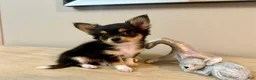 Chihuahua dogs for sale: AKC Luna - Ad 2