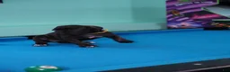 Cane Corso dogs for sale: Rouge - Ad 4