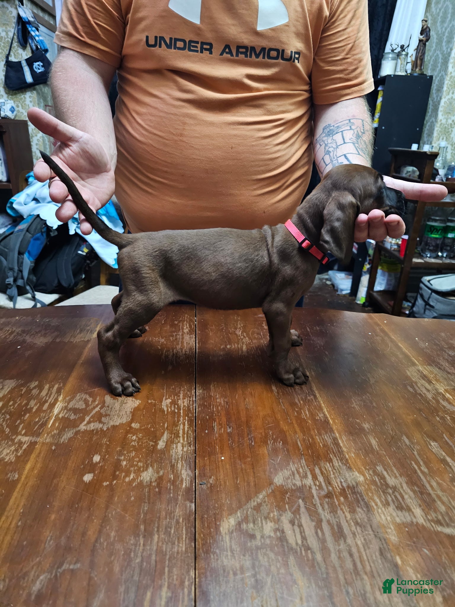 Redbone Coonhound dogs Redbone Coonhound 2(pink) - Ad 9