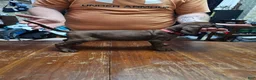 Redbone Coonhound dogs for sale: Redbone Coonhound 2(pink) - Ad 1