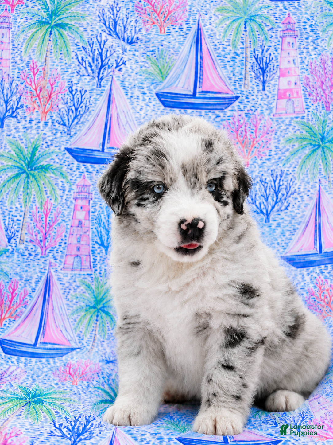 Miniature Australian Shepherd dogs Captain - Ad 1