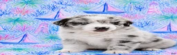 Miniature Australian Shepherd dogs for sale: Captain - Ad 1
