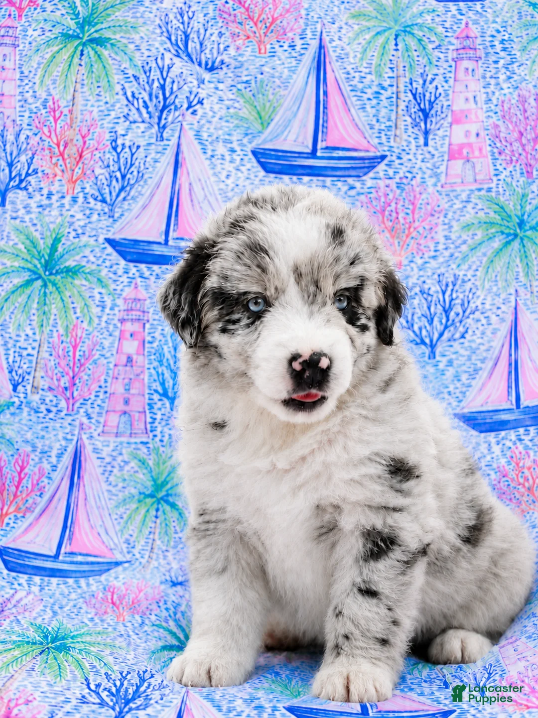 Miniature Australian Shepherd dogs for sale: Captain - Ad 1