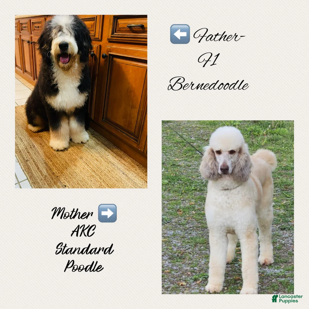 Bernedoodle dogs for sale: Rosie ❤️ Red sable Bernedoodle  - Ad 5