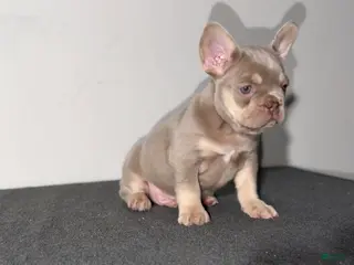 French Bulldog dogs for sale: French Bulldog Puppy 1 - Ad 1