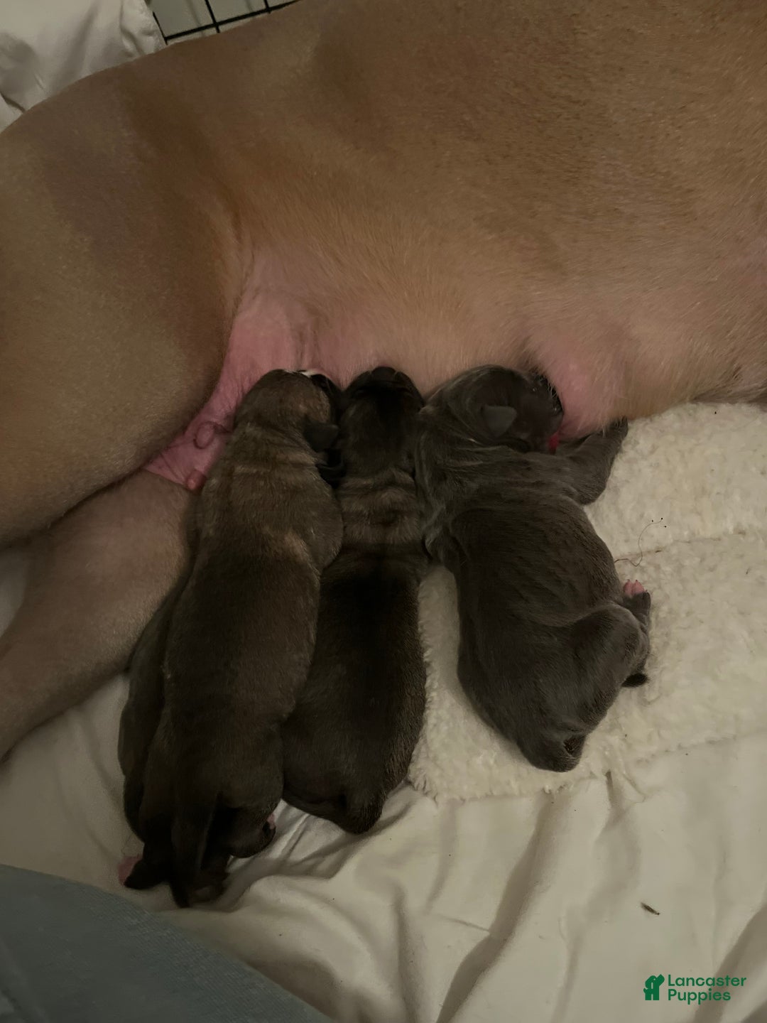 Cane Corso dogs for sale: Cane Corso Litter - Blue Dilutes - Ad 5