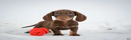 Miniature Dachshund dogs for sale: Asher - Ad 3