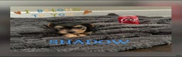 Yorkiepoo dogs for sale: TOY Size Shadow - Ad 1