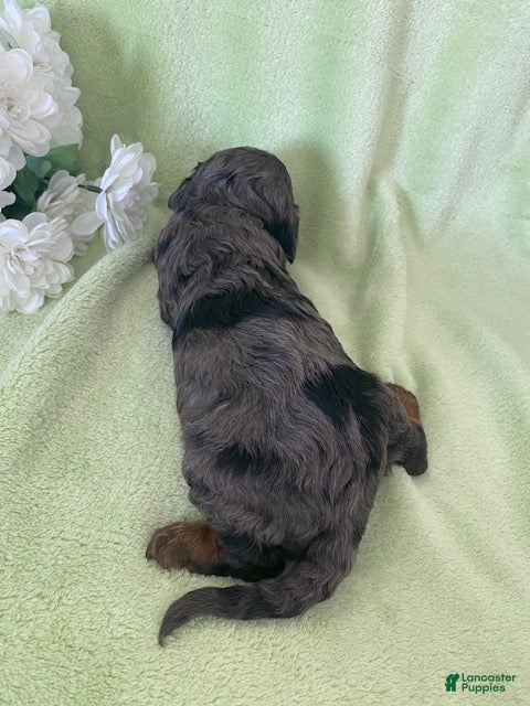 Cavapoo dogs Noah- blue merle - Ad 2