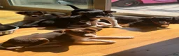 Mixed Breed dogs for sale: Mixed Breed 3 - Ad 6