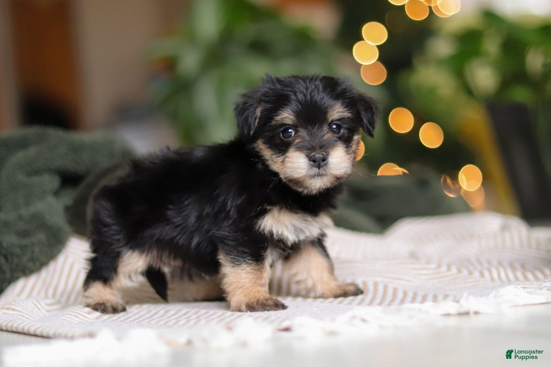 Morkie dogs for sale: Luke - Ad 3