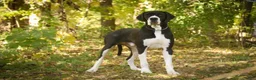 Great Dane dogs for sale: Brielle Great Dane  - Ad 8