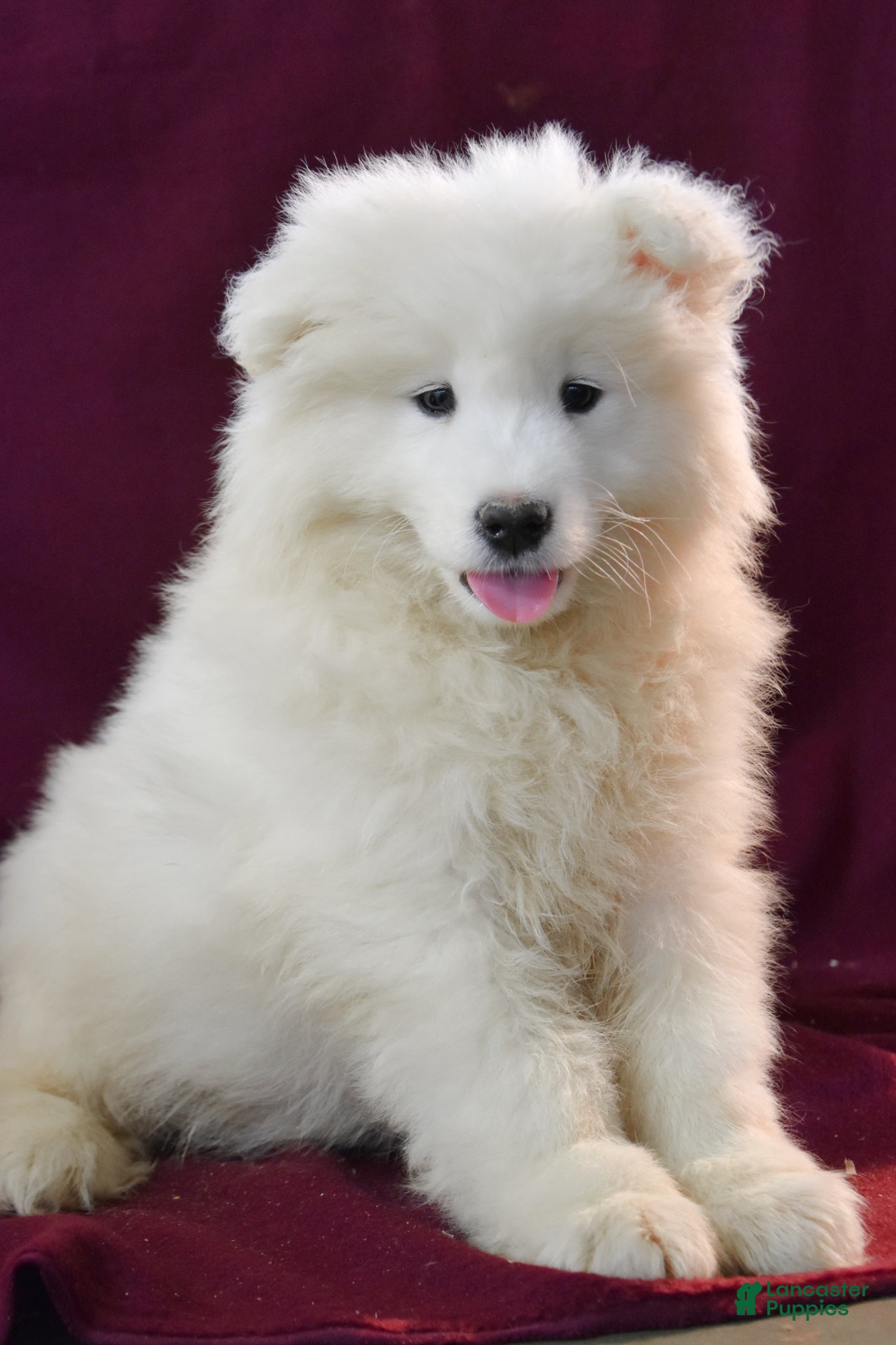 Samoyed dogs Dumpling - Ad 2