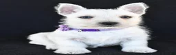 West Highland Terrier dogs for sale: Kara - Ad 6