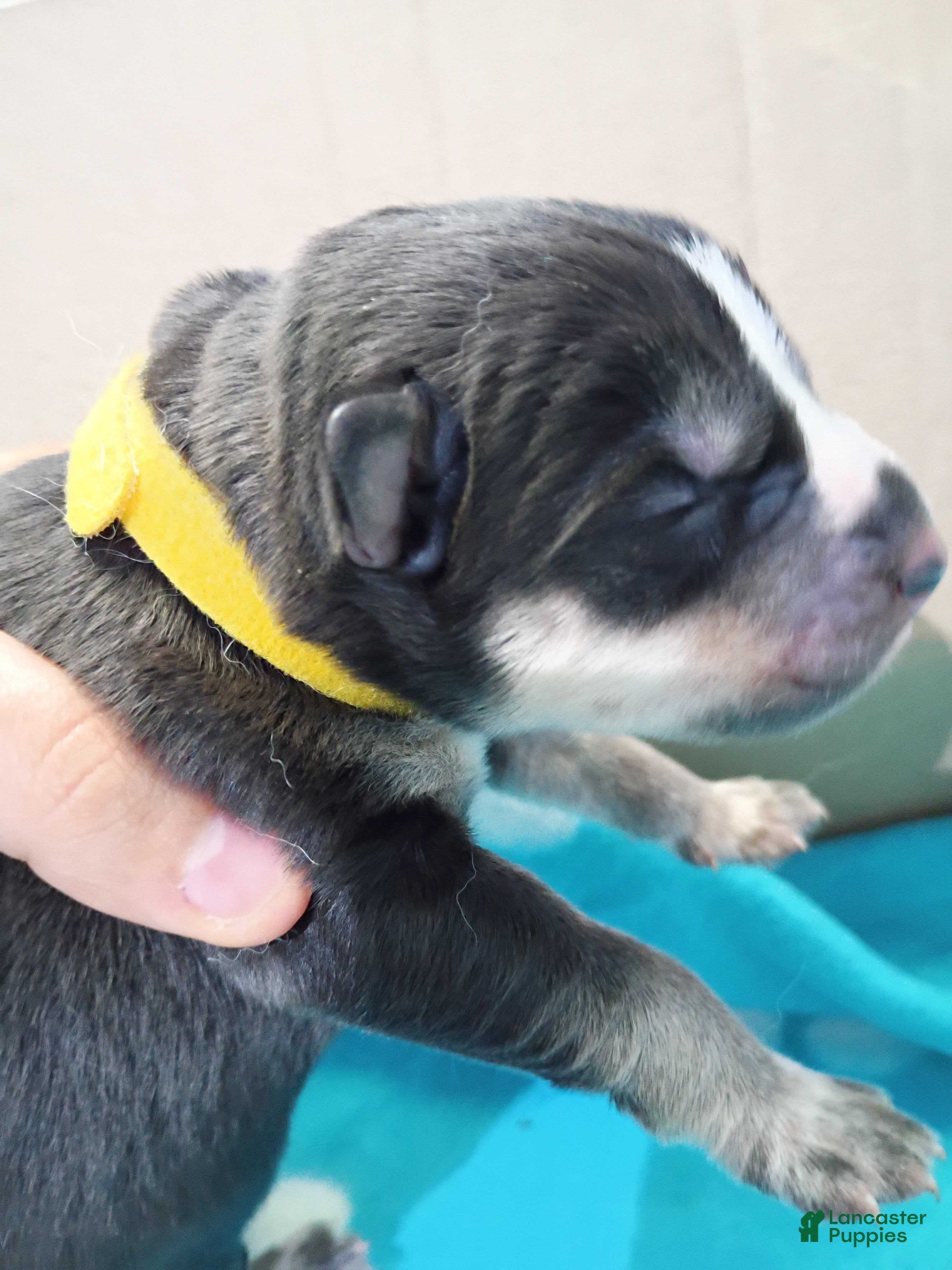 Siberian Husky dogs Yellow Collar 1st Born - Temp Name is Sunny - Ad 4