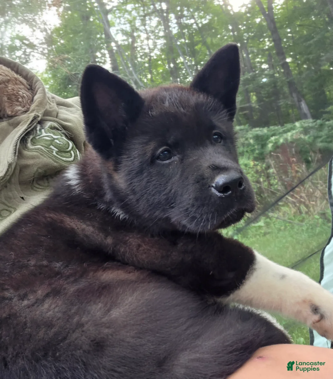Akita dogs for sale: Akita 2 - Ad 2