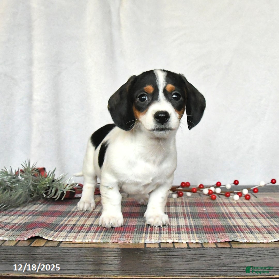 Miniature Dachshund dogs for sale: Sadie - Ad 5