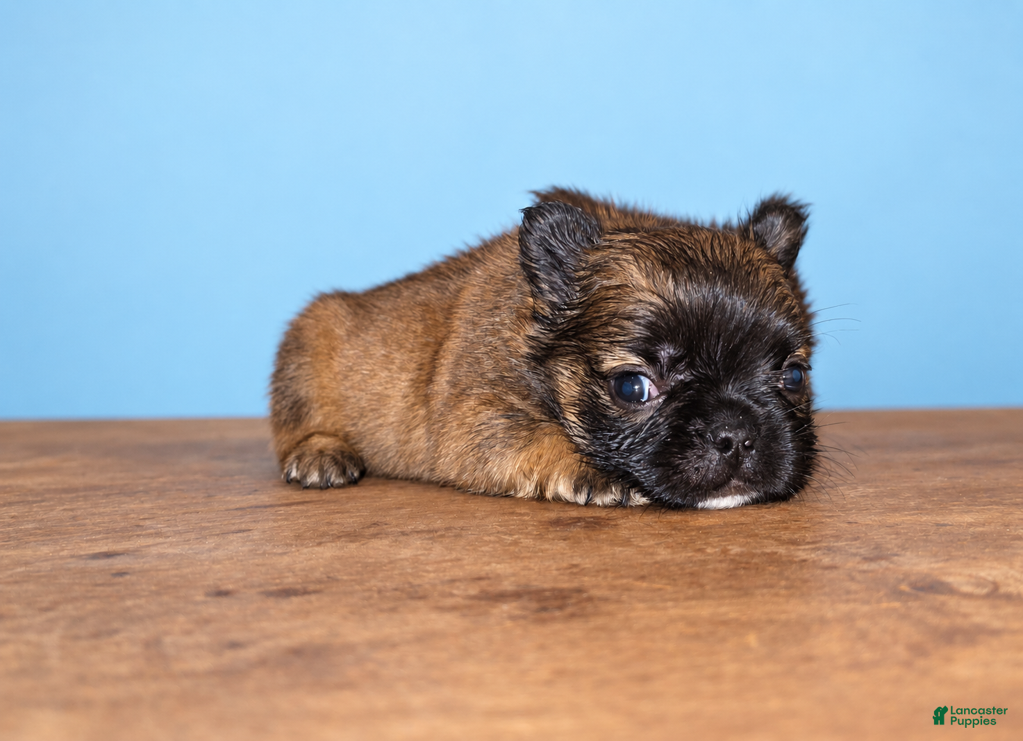 French Bulldog dogs French Bulldog 4 - Ad 39