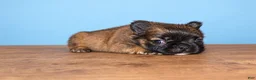 French Bulldog dogs for sale: French Bulldog 4 - Ad 1