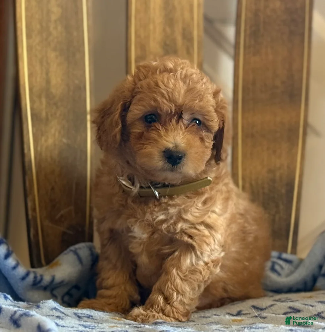 Bichpoo dogs for sale: Betsy - Ad 4