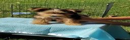 Yorkshire Terrier dogs for sale: Teddy bear - Ad 4