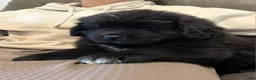 Newfoundland dogs for sale: EARL - Ad 7