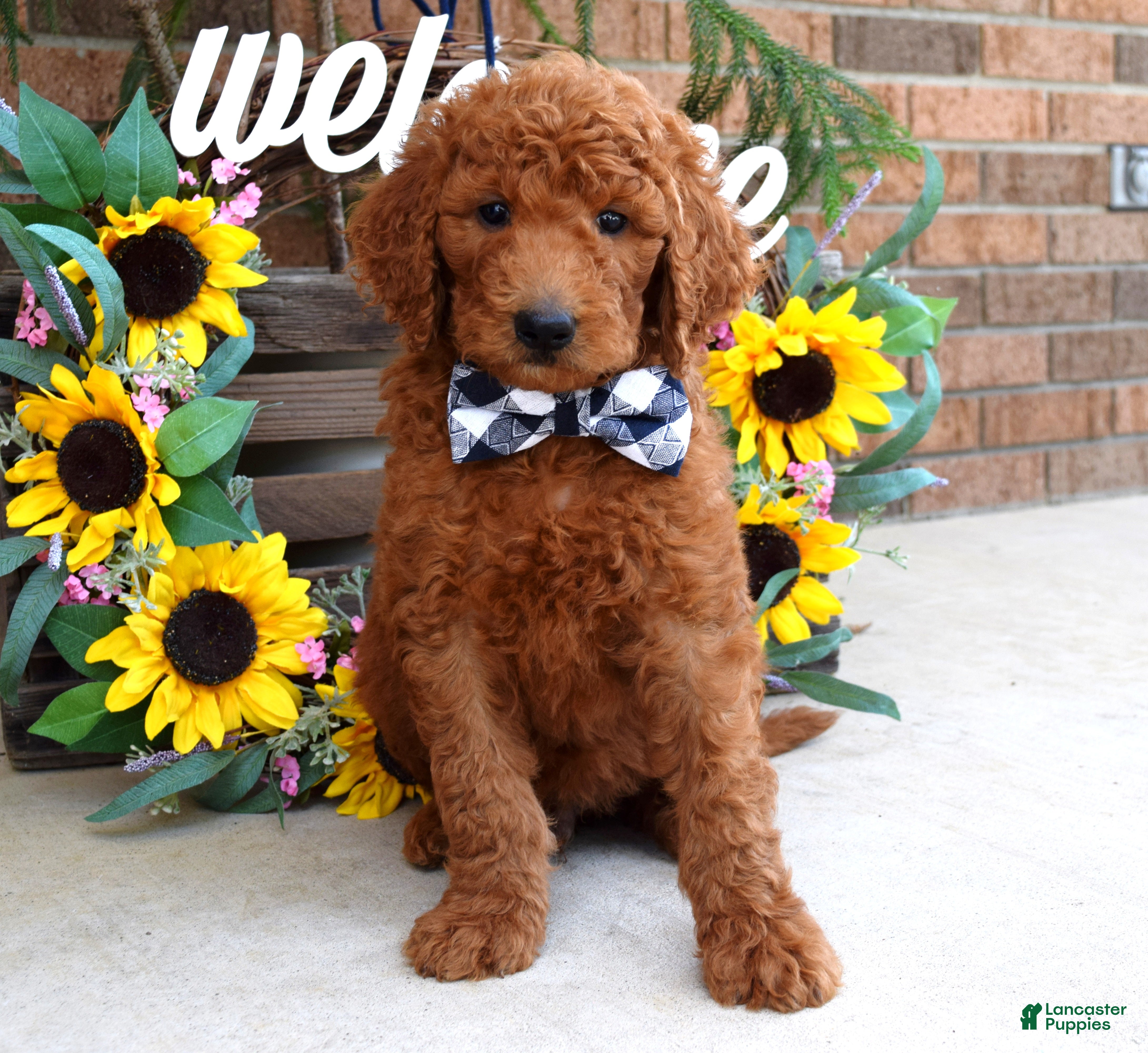Goldendoodle dogs Remington  - Ad 2