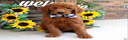 Goldendoodle dogs for sale: Remington  - Ad 2