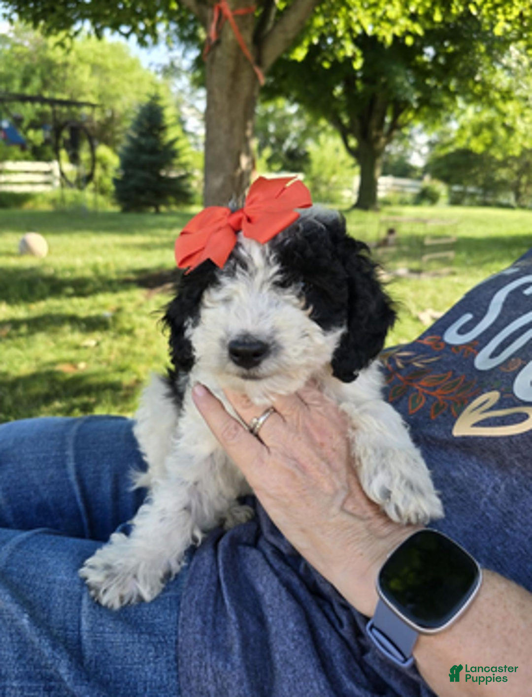 Aussiedoodle dogs for sale: Fiona - Ad 5