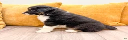 Australian Shepherd dogs for sale: Luna - Ad 5