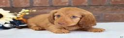 Dachshund dogs for sale: Toro  - Ad 3