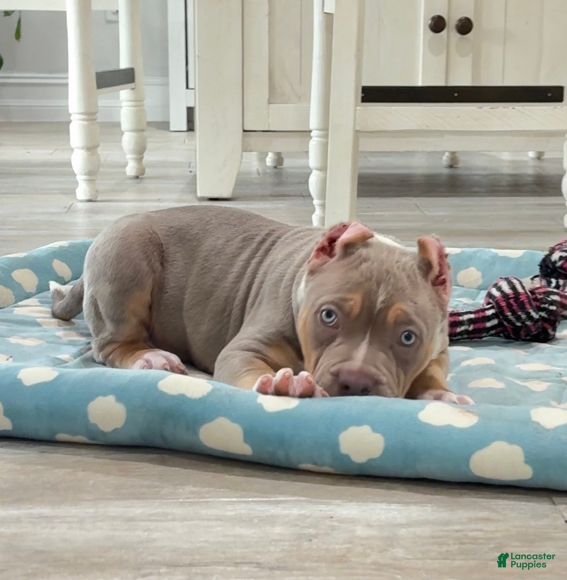 American Bully dogs American Bully Puppy 6 - Ad 2