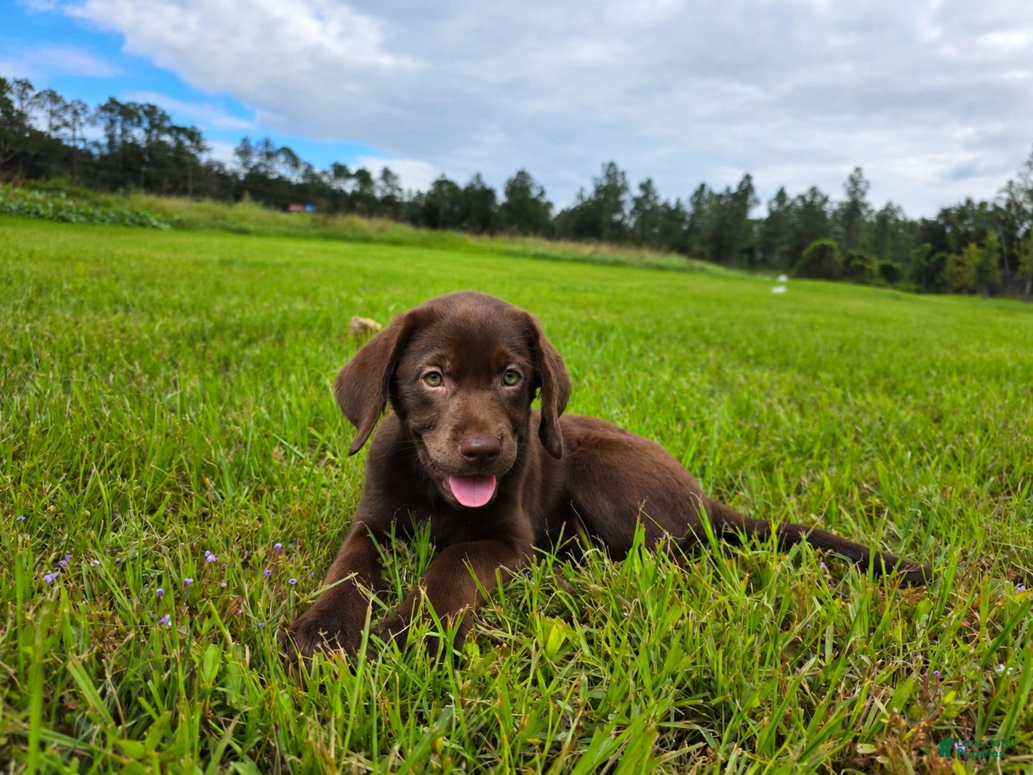 Labrador Retriever dogs for sale: Fiona - Ad 8