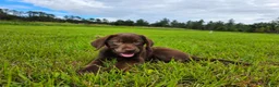 Labrador Retriever dogs for sale: Fiona - Ad 1