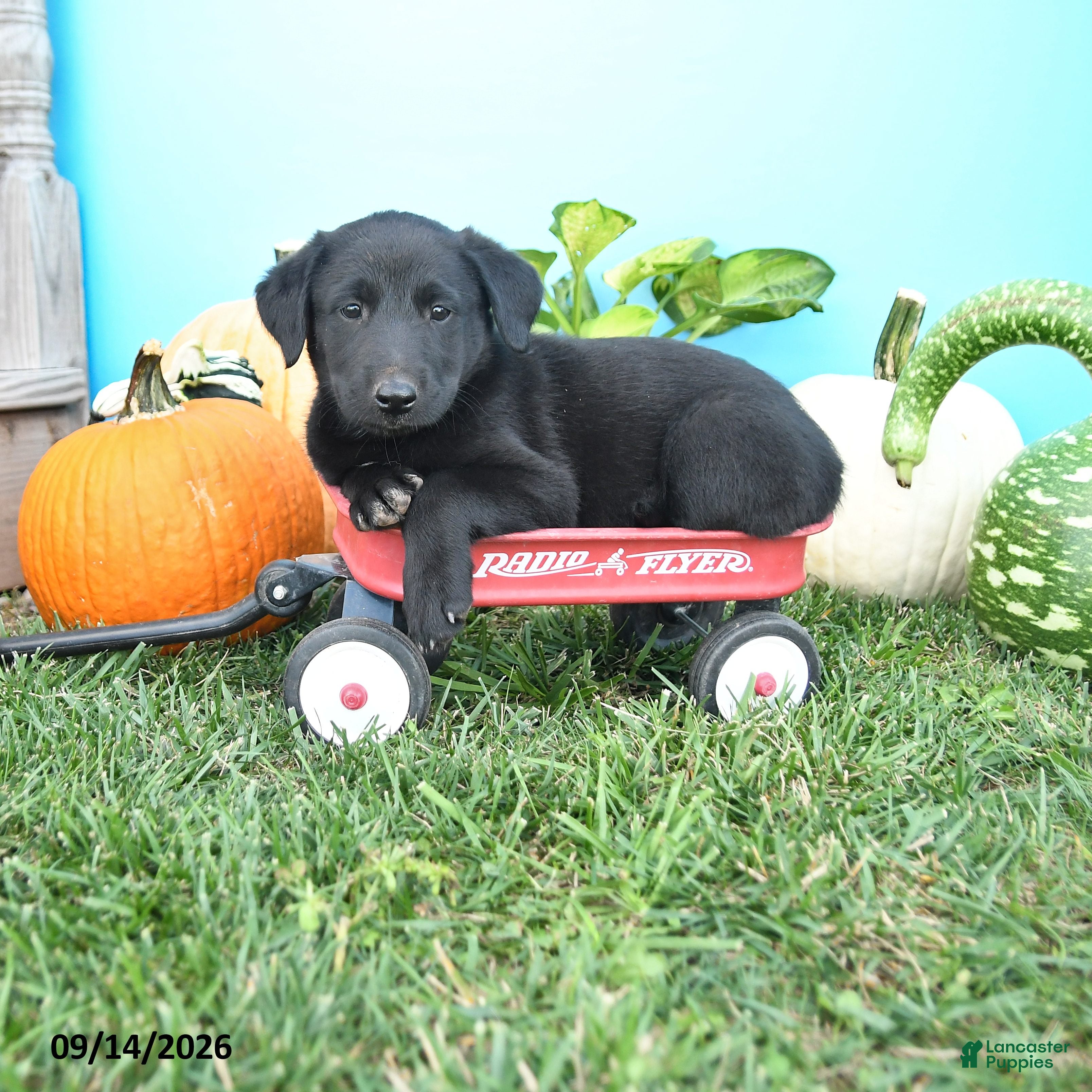 Mixed Breed dogs Rocky - Ad 1