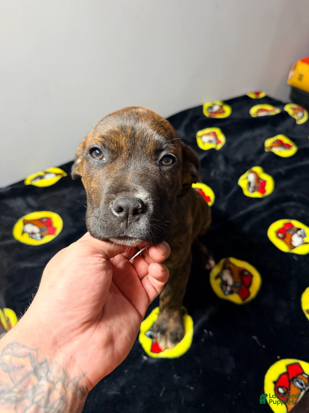 Mixed Breed dogs for sale: Brindle - Ad 1