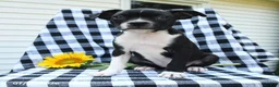 Boston Terrier dogs for sale: Zaily - Ad 3