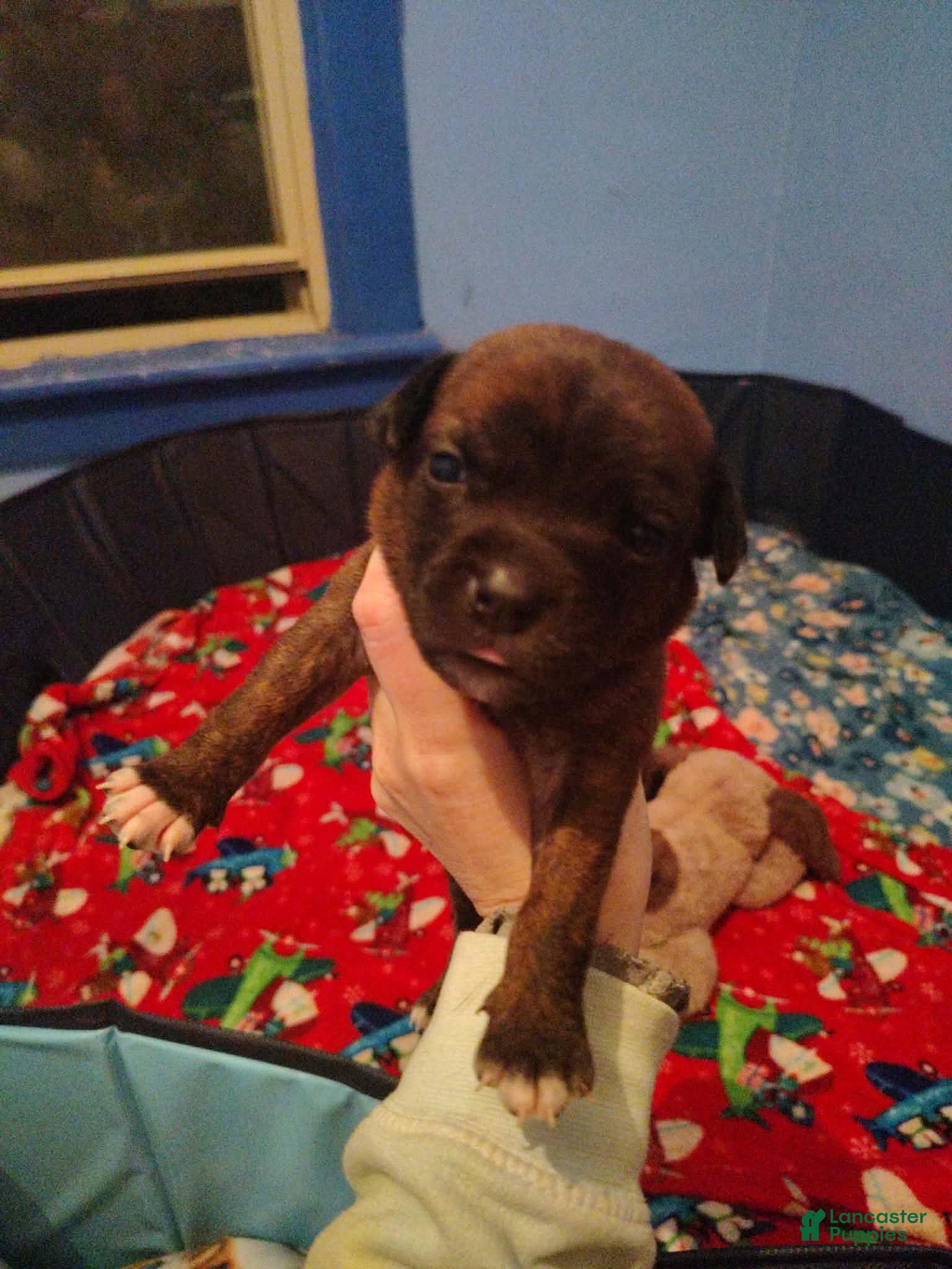 Mixed Breed dogs Brown collar  - Ad 5