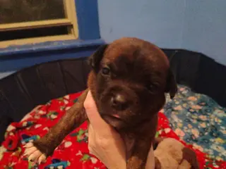 Mixed Breed dogs Brown collar - Ad 5