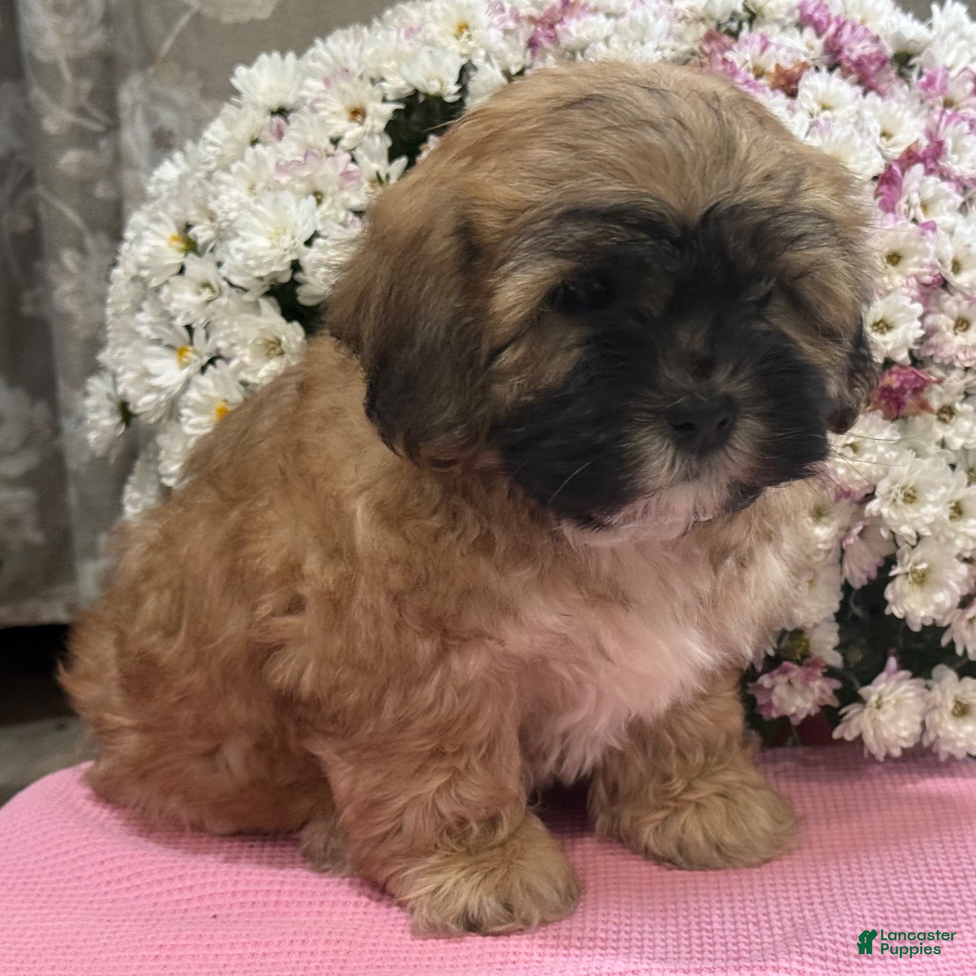 Teddy Bear dogs for sale: Callie - Ad 2