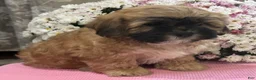 Teddy Bear dogs for sale: Callie - Ad 2